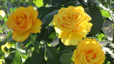 Желтые розы картинки - 79 фото