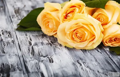 Обои Цветы Розы, обои для рабочего стола, фотографии цветы, розы, жёлтые  Обои для рабочего стола, скачать обои картинки заставки на рабочий стол.