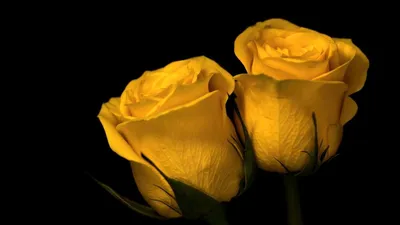 Цветок желтой розы на зеленом фоне Обои Изображение для бесплатной загрузки  - Pngtree