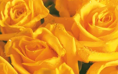 Желтые розы скачать фото обои для рабочего стола (картинка 3 из 4)