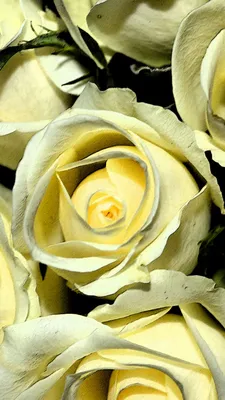 белые и желтые розы в вазе в вазе Фон Обои Изображение для бесплатной  загрузки - Pngtree