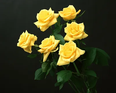 Обои на телефон. Цветы. Розы. Телеграм @waallpapers7 #обои #обоинателефон  #обоидлятелефона #обоинаайфон #красота #цветы #розы #эс… | Красивые розы,  Розы, Белые розы