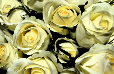 Фото Текстура Розы желтые цветок Много 1080x1920