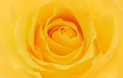 Купить 43 желтые розы (40 см.) в упаковке по доступной цене с доставкой в  Москве и области в интернет-магазине Город Букетов