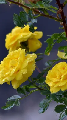 Скачать 938x1668 цветы, розы, ветка, капли, желтые розы обои, картинки  iphone 8/7/6s/6 for parallax