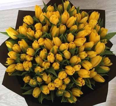 Желтые тюльпаны скачать фото обои для рабочего стола (картинка 5 из 6)