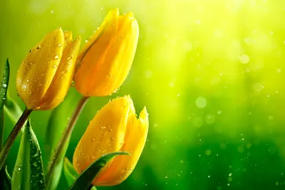 Жёлтые тюльпаны — flordoranzh