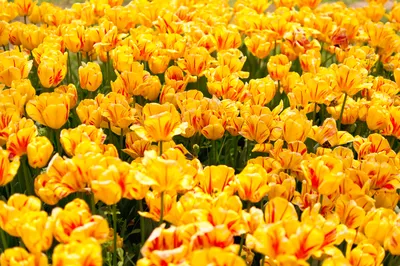 Купить желтые тюльпаны Киев №17 поштучно | Доставка от 2-х часов | Заказать  тюльпаны по низкой цене.