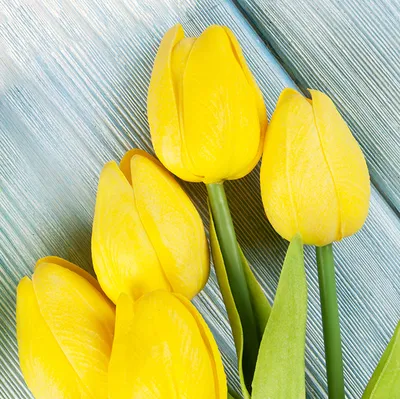 Фото Желтый Тюльпаны Цветы Черный фон 3000x3950