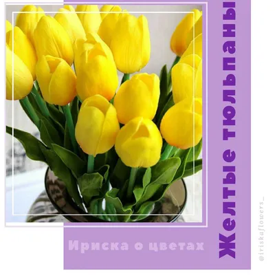 Можно ли дарить желтые тюльпаны?» — Яндекс Кью