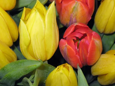Купить «Желтый тюльпан» в Уссурийске - «Мароми»