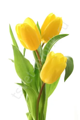 желтые тюльпаны под серым небом Фон Обои Изображение для бесплатной  загрузки - Pngtree