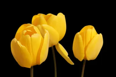 Желтые тюльпаны в глиняном горшке