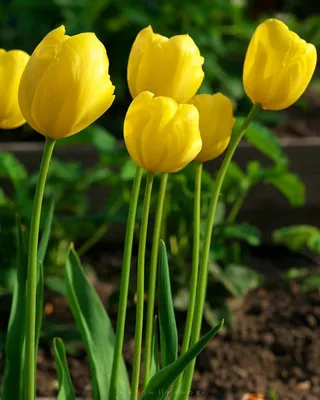 Скачать 800x1420 тюльпаны, цветы, желтые, небо, солнечно обои, картинки  iphone se/5s/5c/5 for parallax