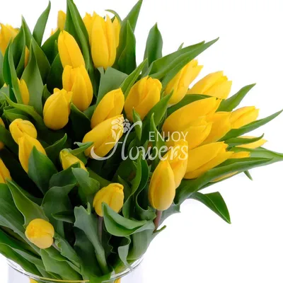 Желтые тюльпаны | Желтые тюльпаны, Тюльпаны, Красивые цветы