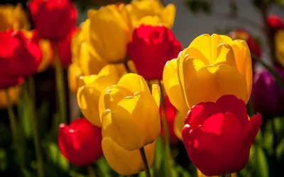 Букет желтые тюльпаны - купить с доставкой в Москве. Цена от 3 501 руб.,  фото, отзывы - florrus.ru