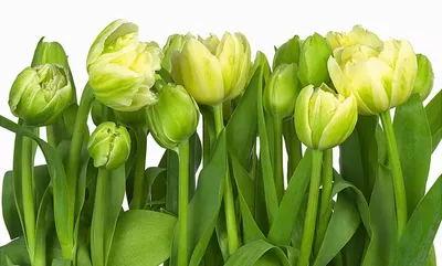 Две Желтые Тюльпаны Изолирован На Белом — стоковые фотографии и другие  картинки Тюльпан - Тюльпан, Жёлтый, Цветок - iStock