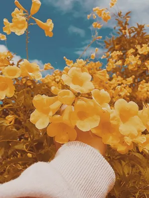 Розы желтые \"Пенни Лэйн\" 5.00 Br ❀ Цветочная мастерская Флореаль