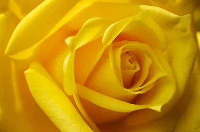 Розы Эквадор поштучно желтые - Доставка свежих цветов в Красноярске