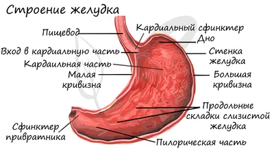 Здоровый желудок — ФГБУ «НМИЦ ТПМ» Минздрава России