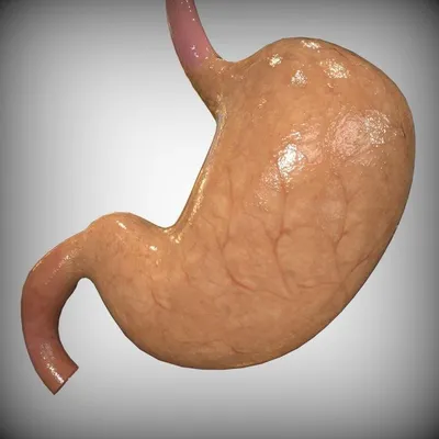 желудок здоровый больной желудок набор D Иллюстрация вектора - иллюстрации  насчитывающей сторона, изолировано: 220661653