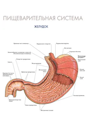 показаны желудок человека и его внутренние органы, изображение локализации  язвы желудка, желудок, болезнь фон картинки и Фото для бесплатной загрузки