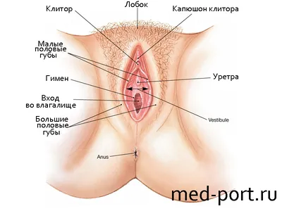 Женская анатомия