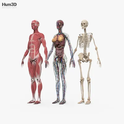 Женская анатомия иллюстрация штока. иллюстрации насчитывающей медицинско -  30724473