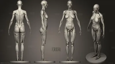 Скачать - Анатомия человека женщины мышцы. 3D иллюстрации и пути ди  отрезать внутри — стоковое изображе… | Human muscle anatomy, Human anatomy  female, Human anatomy
