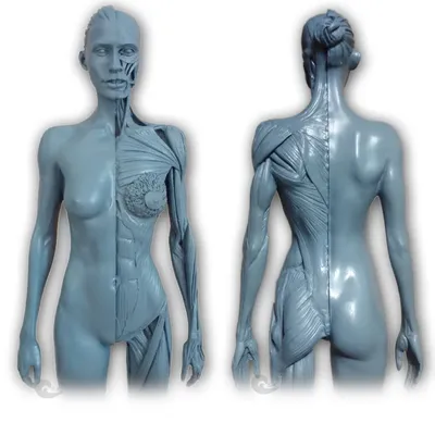 Женская модель перинеума, репродуктивная система, анатомия ануса, Женская  Тазовая модель, медицинская модель, Обучающие ресурсы | AliExpress