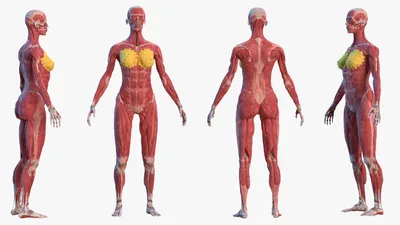 Полная анатомия человека (Женская) 3D модель - Скачать Анатомия на  3DModels.org