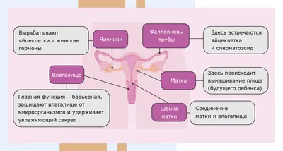 Женская анатомия иллюстрация штока. иллюстрации насчитывающей бронха -  30724477