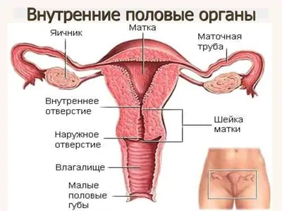 Анатомия: Женские половые органы. Анатомия яичника