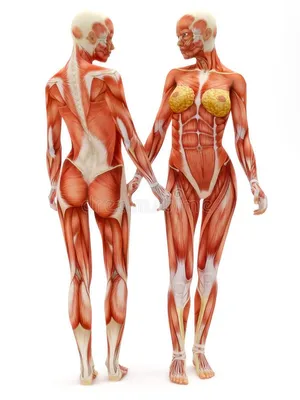 Женская анатомия иллюстрация штока. иллюстрации насчитывающей людск -  30724450