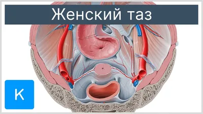 Женская мышечная анатомия системы Стоковое Фото - иллюстрации насчитывающей  женщина, предплечья: 51405110