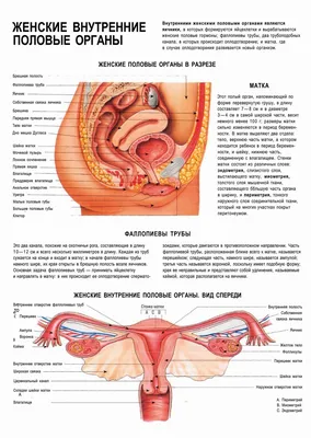 Иллюстрация 7 из 29 для Клиническая анатомия женского таза.  Иллюстрированный авторский цикл лекций - Илья Каган | Лабиринт - книги.  Источник: Лабиринт