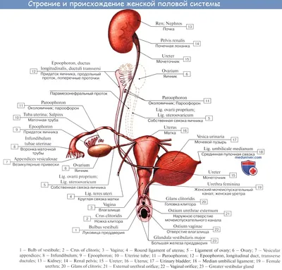 медицинская 3d иллюстрация женщина в бедственном положении держащая сердце,  3d тело, мышечная анатомия, женская анатомия фон картинки и Фото для  бесплатной загрузки