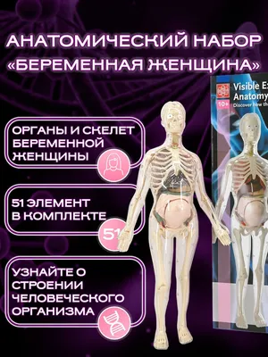 Женская анатомия головы 3D Модель $139 - .3ds .blend .c4d .fbx .max .ma  .lxo .obj - Free3D