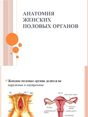 Кадаверный курс \"Женская анатомия и хирургия\" - учим.арит.рф