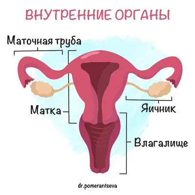 Органы, зад и виды спереди анатомии женщины внутренние Иллюстрация штока -  иллюстрации насчитывающей сгибание, органы: 143928478