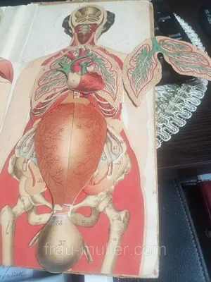 Клиническая анатомия женского таза : иллюстрированный авторский цикл лекций  Каган И.И.; Под ред. Г.Т. Сухих 9785970459317