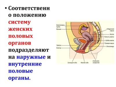 Анатомия силовых тренировок для женщин - купить в Popurri-shop, цена на  Мегамаркет