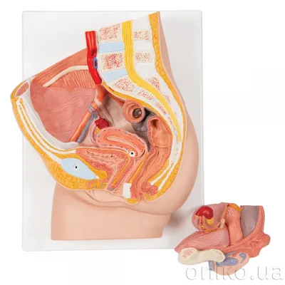 Пищеварительная система женской анатомии стоковое фото ©pixdesign123  55499107
