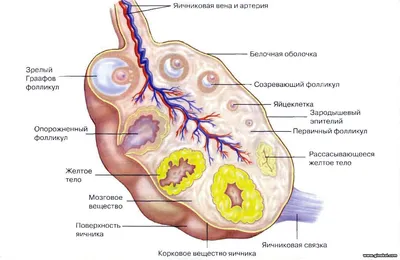 Female Reproductive Organs, Artwork #3 by Sciepro