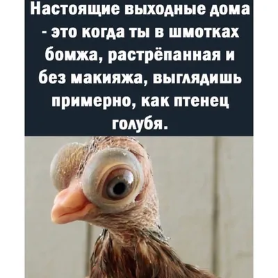 юмор #женскийюмор #мем #мемы #юморист #правдажизни #смех #смешно  #лучшийженскийюмор | Instagram