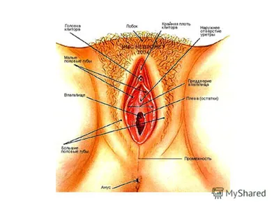 Презентация на тему: \"Строение женской половой системы. Женские половые  органы разделяют на наружные и внутренние Наружный женские половые органы:  Лобок (mons pubis) Большие.\". Скачать бесплатно и без регистрации.