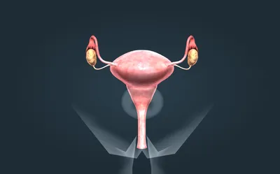 Женская репродуктивная система (базовый уровень) - 3D үлгү - Mozaik  санариптик билим берүү жана окутуу