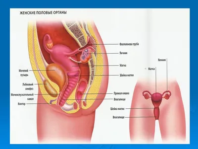 Презентация на тему: Женская половая система