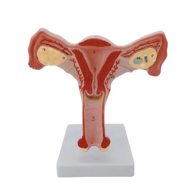 Человеческая Женская матка и искусство, женский половой орган, матка,  медицинское обучение анатомической гинекологии, инструмент | AliExpress