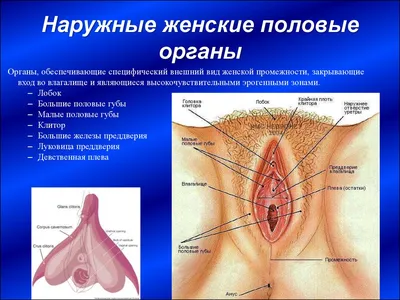 Девушка Показывает Мужской Половой Орган С Помощью Банана. Фотография,  картинки, изображения и сток-фотография без роялти. Image 55027866